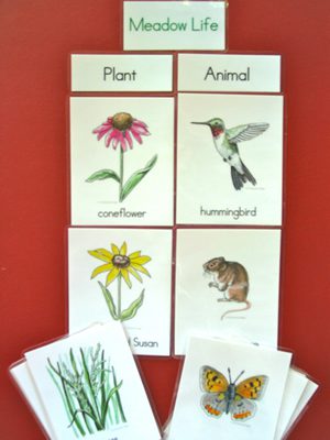 Nature Classification | Product categories | Montessori Images