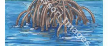The Mangrove Ecosystem