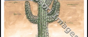 Desert Life and the Saguaro Cactus