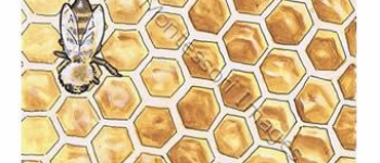 The World of Honeybees